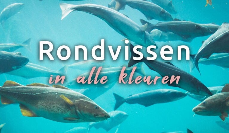 Rondvissen-blog